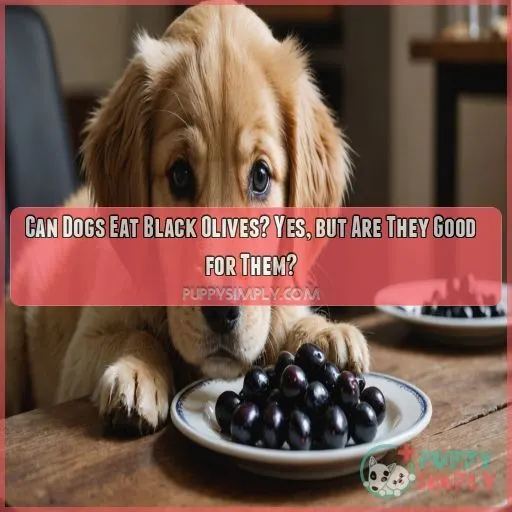 can dog eat black olives