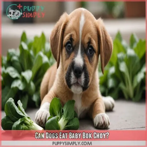 Can Dogs Eat Baby Bok Choy