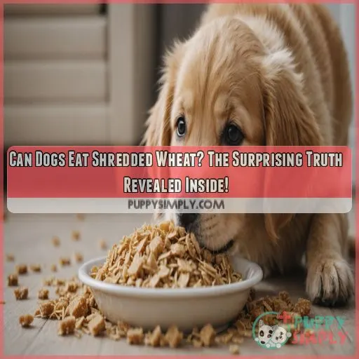 can dogs eat shredded wheat