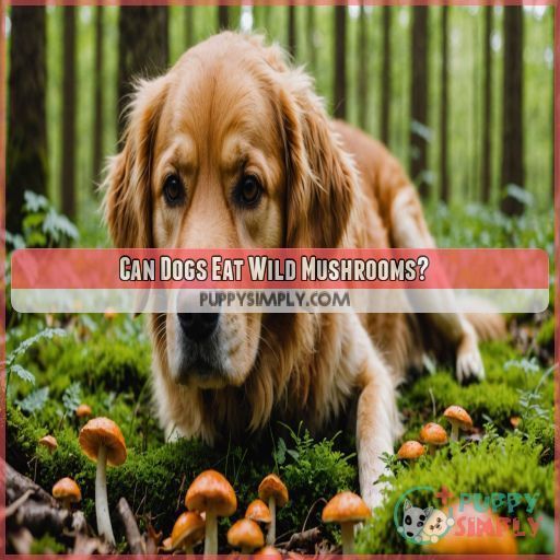 Can Dogs Eat Wild Mushrooms