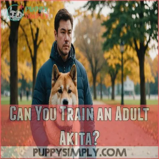 Can You Train an Adult Akita