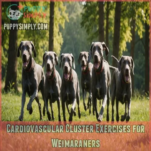 Cardiovascular Cluster Exercises for Weimaraners