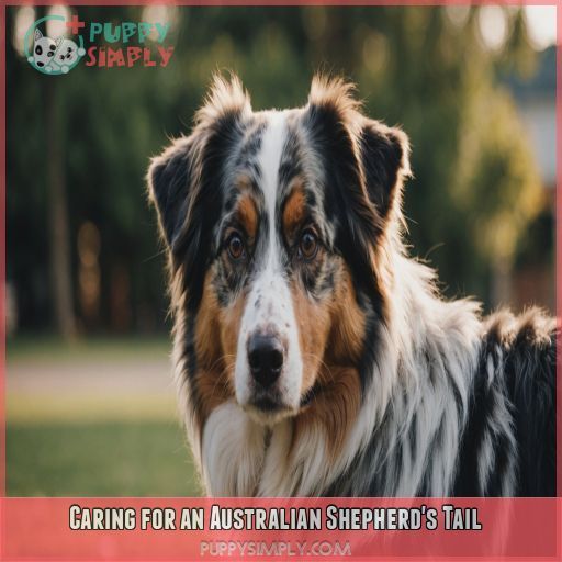 Caring for an Australian Shepherd