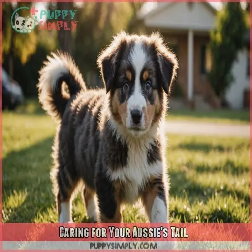 Caring for Your Aussie