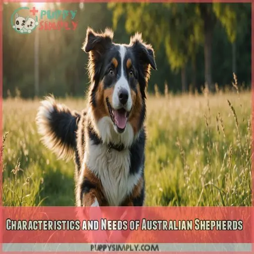 Characteristics and Needs of Australian Shepherds