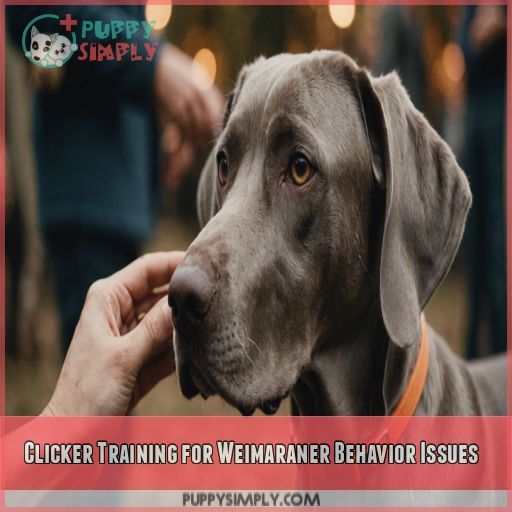 Clicker Training for Weimaraner Behavior Issues