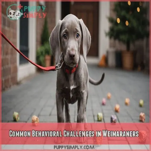 Common Behavioral Challenges in Weimaraners