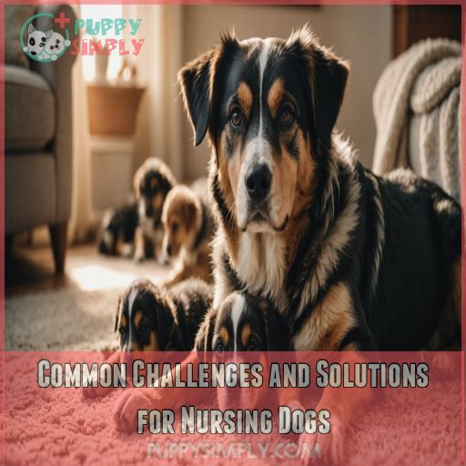 Common Challenges and Solutions for Nursing Dogs