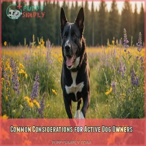 Common Considerations for Active Dog Owners