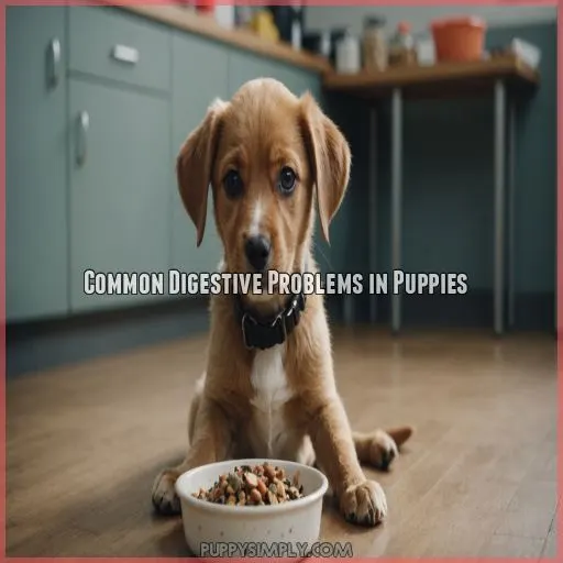 Common Digestive Problems in Puppies