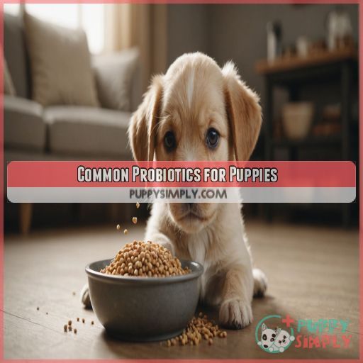 Common Probiotics for Puppies