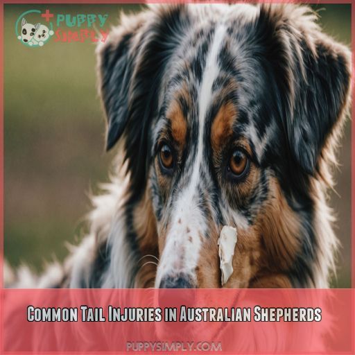 Common Tail Injuries in Australian Shepherds