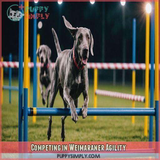 Competing in Weimaraner Agility