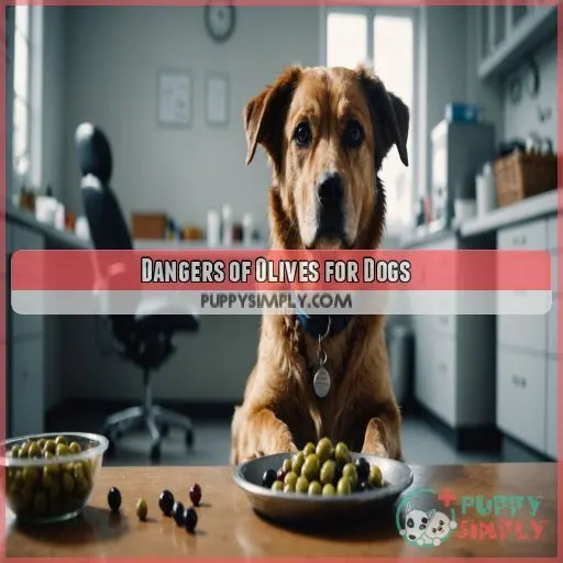 Dangers of Olives for Dogs