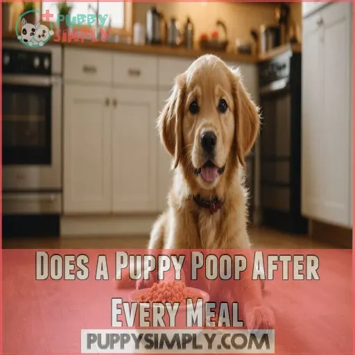 Does a Puppy Poop After Every Meal