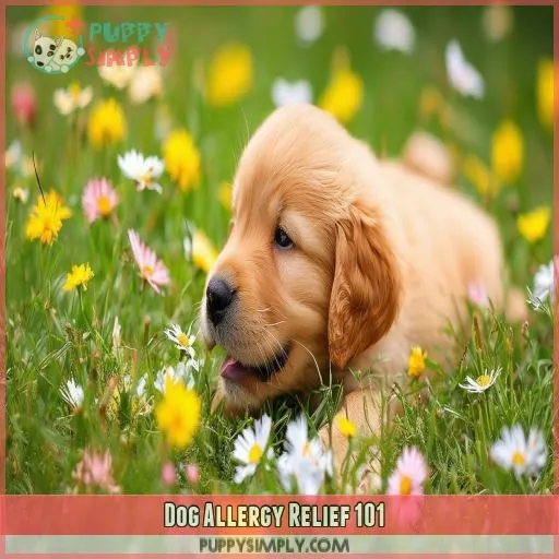 Dog Allergy Relief 101