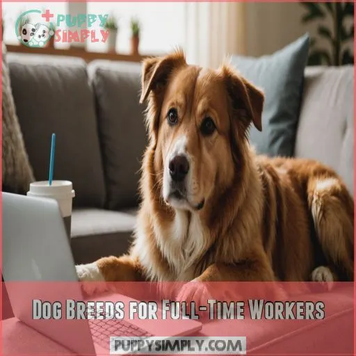 Dog Breeds for Full-Time Workers