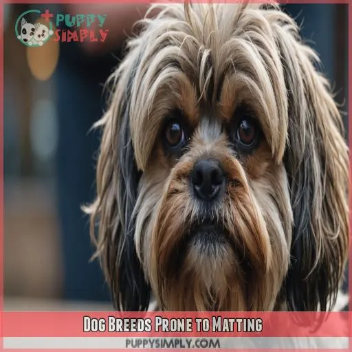 Dog Breeds Prone to Matting