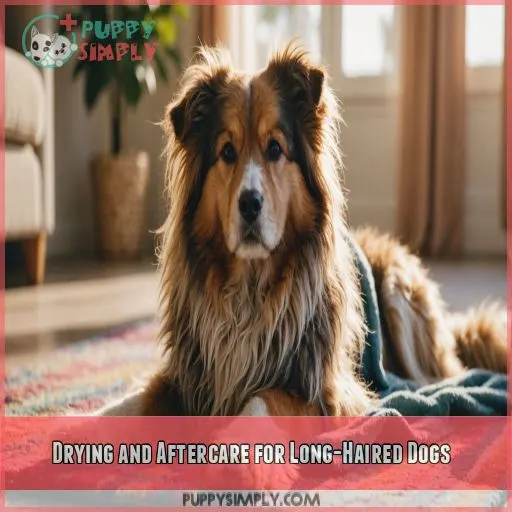 Drying and Aftercare for Long-Haired Dogs