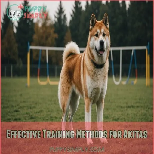 Effective Training Methods for Akitas