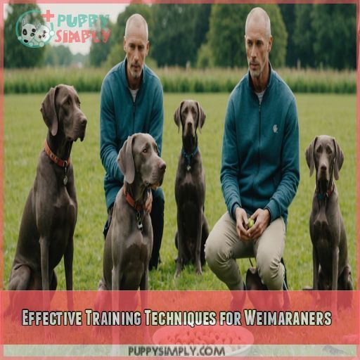 Effective Training Techniques for Weimaraners