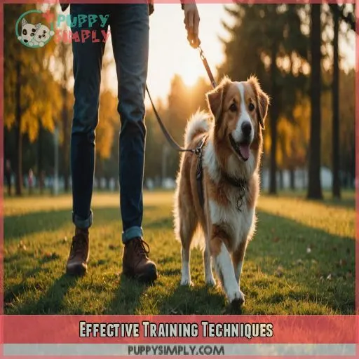 Effective Training Techniques