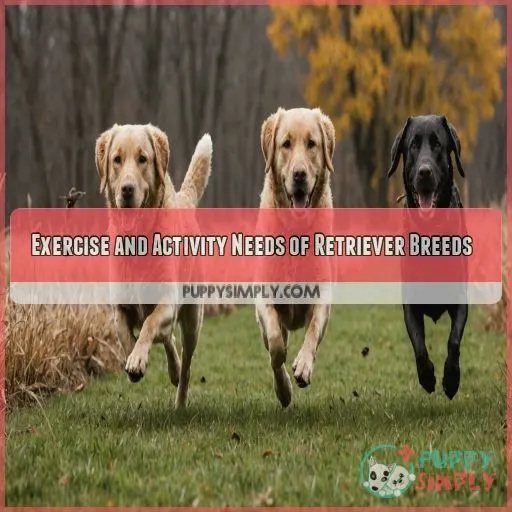 Exercise and Activity Needs of Retriever Breeds