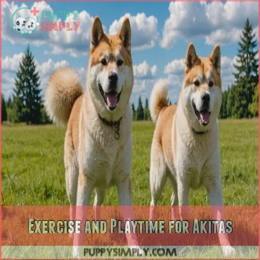 Exercise and Playtime for Akitas