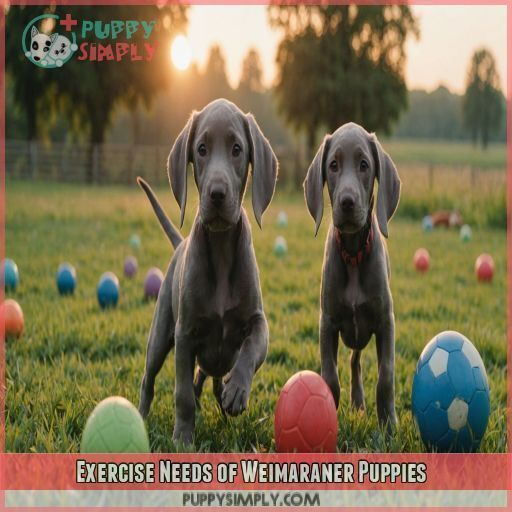 Exercise Needs of Weimaraner Puppies Exercise Needs of Weimaraner Puppies