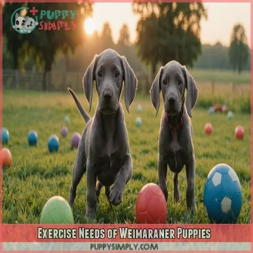 Exercise Needs of Weimaraner Puppies