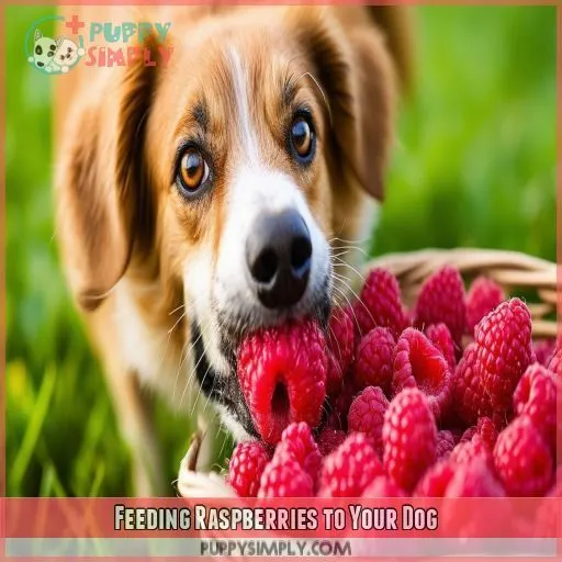 Feeding Raspberries to Your Dog