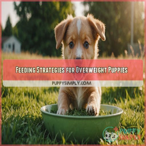 Feeding Strategies for Overweight Puppies