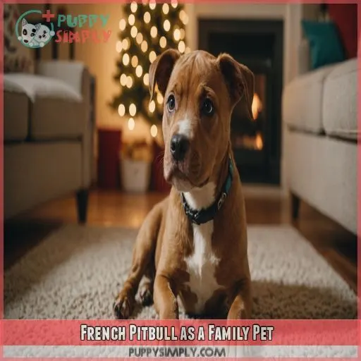 French Pitbull as a Family Pet