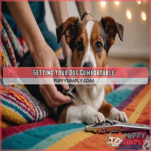 Getting Your Dog Comfortable