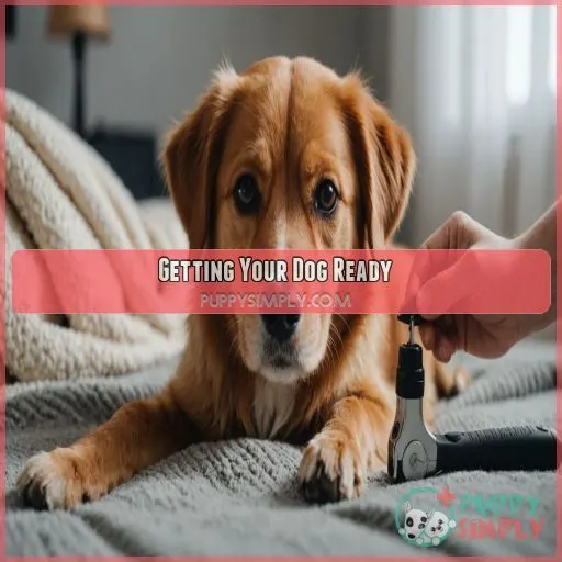 Getting Your Dog Ready