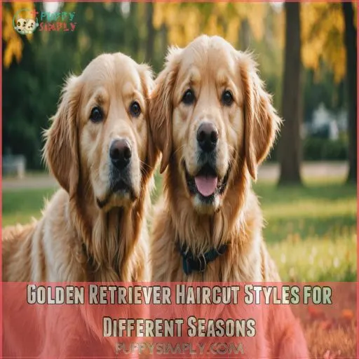 Golden Retriever Haircut Styles for Different Seasons