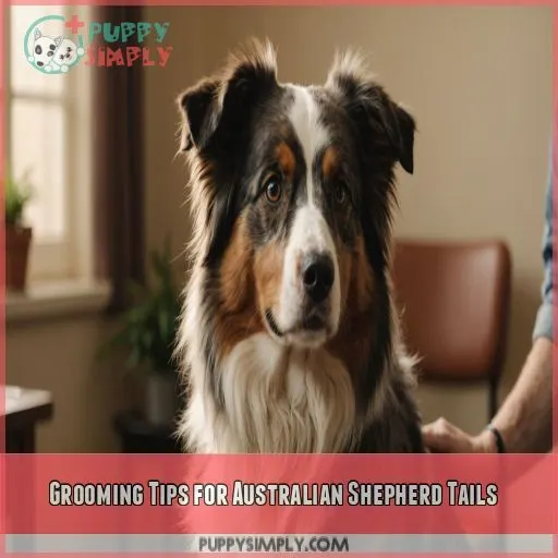 Grooming Tips for Australian Shepherd Tails