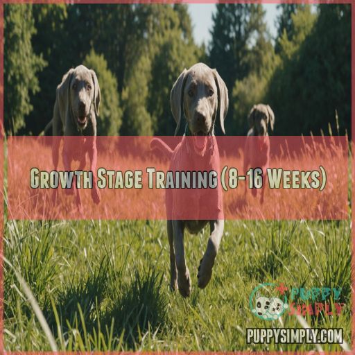 Growth Stage Training (8-16 Weeks)