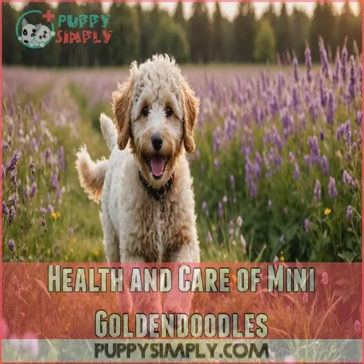 Health and Care of Mini Goldendoodles