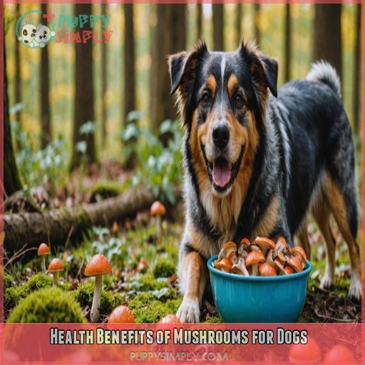 Health Benefits of Mushrooms for Dogs