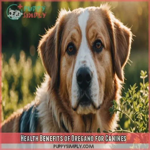 Health Benefits of Oregano for Canines