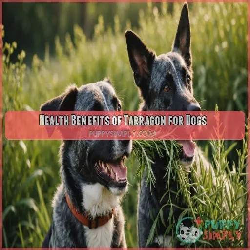 Health Benefits of Tarragon for Dogs