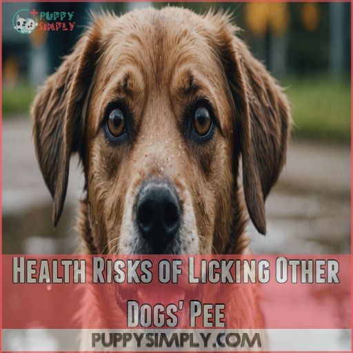 Health Risks of Licking Other Dogs