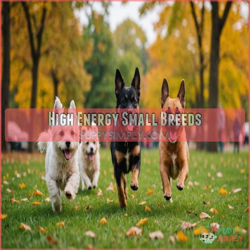 High Energy Small Breeds