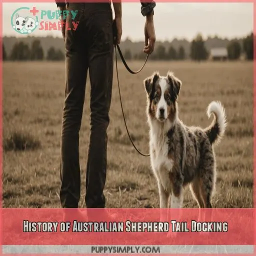 History of Australian Shepherd Tail Docking