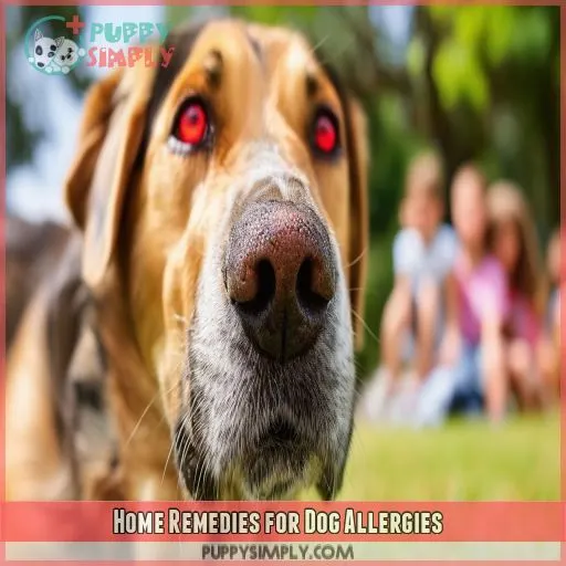 Home Remedies for Dog Allergies