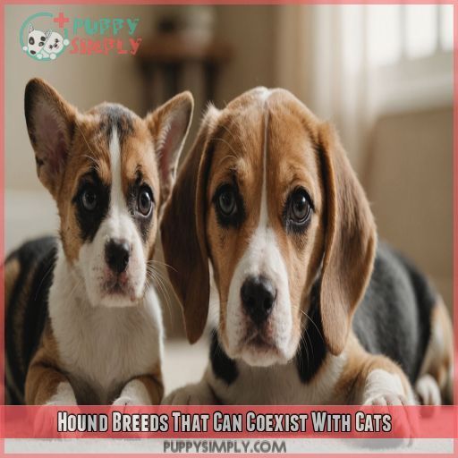 Hound Breeds That Can Coexist With Cats