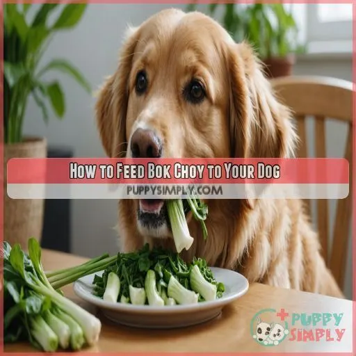 How to Feed Bok Choy to Your Dog