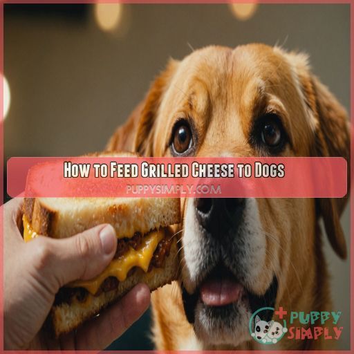 How to Feed Grilled Cheese to Dogs