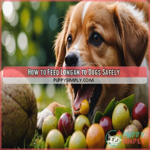 How to Feed Longan to Dogs Safely